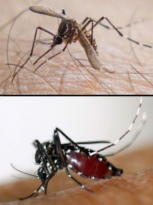 Vírus chikungunya é transmitido por mosquitos Aedes aegypty (no alto) e Aedes albopictus (Foto: Douglas Aby Saber/Fotoarena-AFP Photo/EID Mediterranee) mosquitos-aedes-h1-4439161