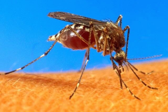 mosca-3459553