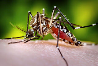 mosquito2bda2bdengue-jpg2b2-7451571
