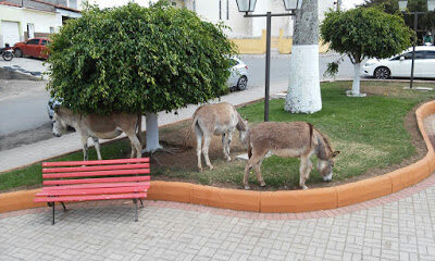 animais2bna2bpra25c32587a-7005289