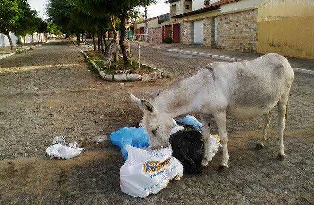 animal2bsolto-2050952
