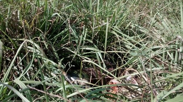cadaver-localizado-na-zona-rural-de-correntes-agresteviolento-com_-br_-620x348-5964986
