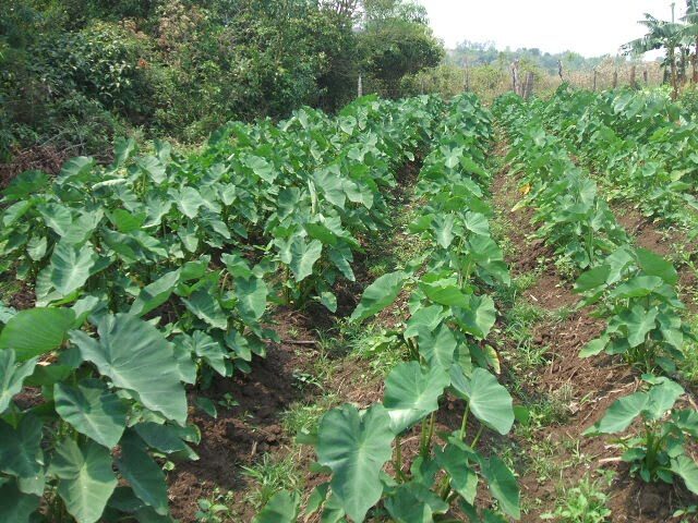 plantio2bde2binhame-3640043