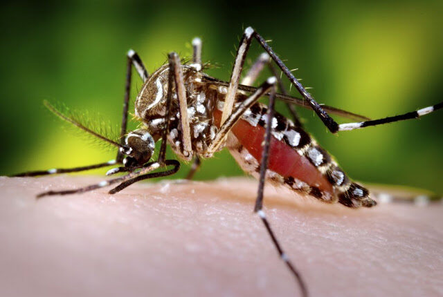 mosquito2bda2bdengue-jpg2b2-6875568