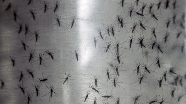 mosquitos-3130895