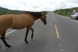 animal2bna2bpista-4523371