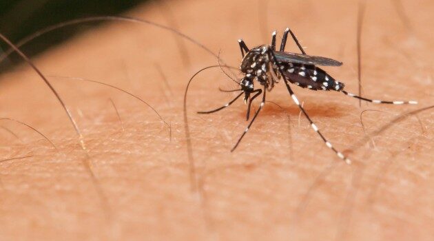 zika-virus-8085460