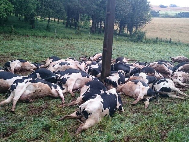 vacas2-6163267