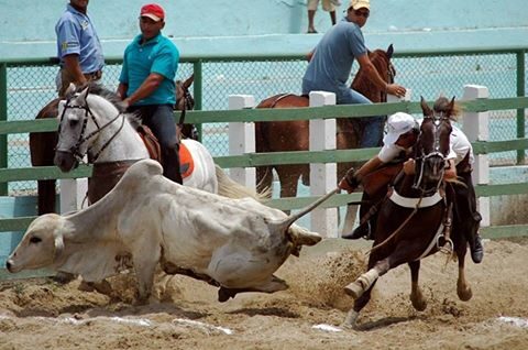 vaquejada-6437968