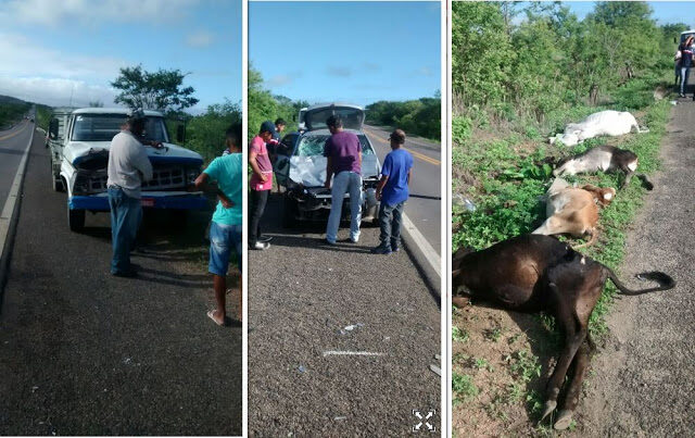 animais2b_acidente_pista-1047732