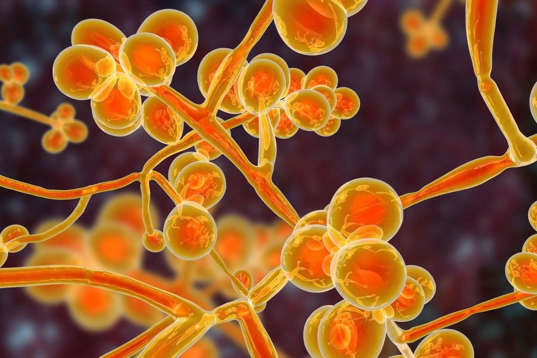 Anvisa destaca que o fungo 'representa uma grave ameaça à saúde global'