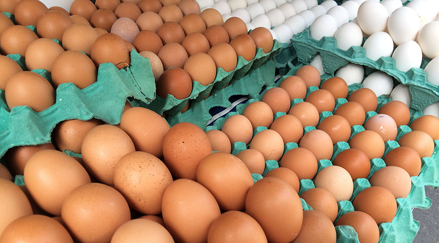 Produção de ovos no Paraná movimenta mais de R$ 580 milhões por ano
